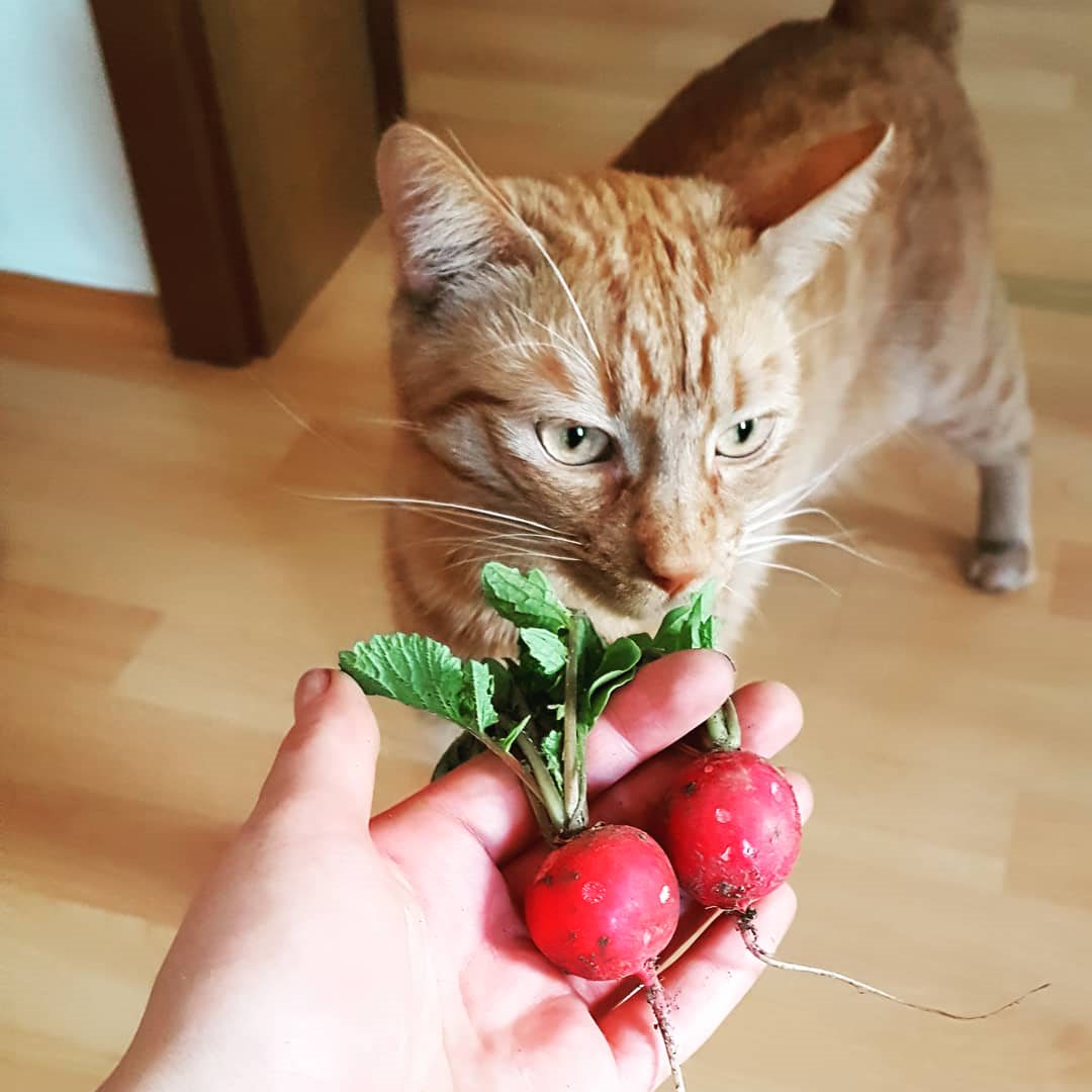 Radieschen eigene Ernte mit Katze