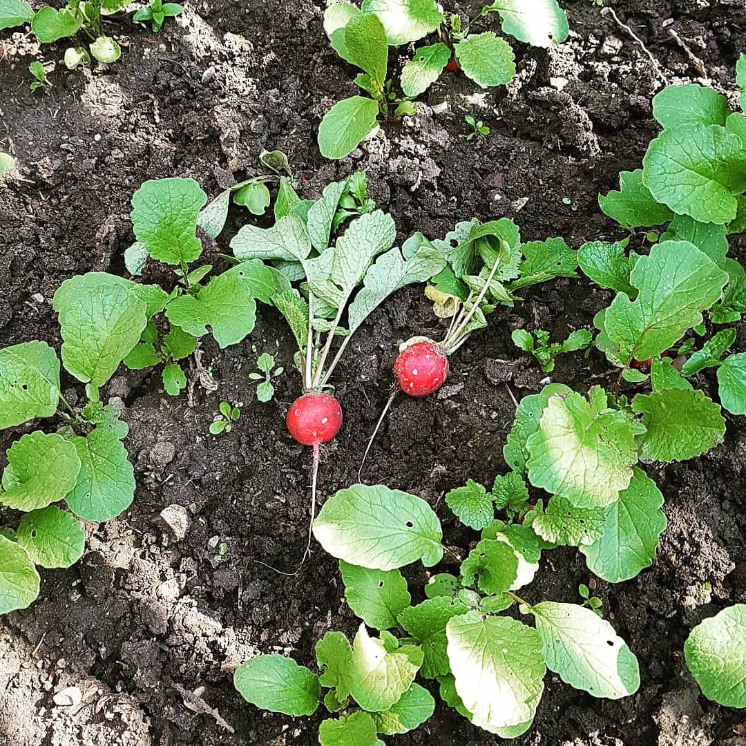 Radieschen aus dem Garten